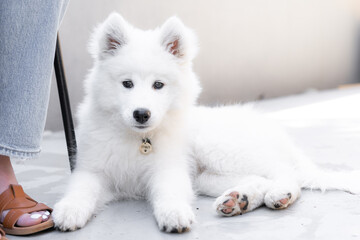 Samoyed puppy looking cute for the camera