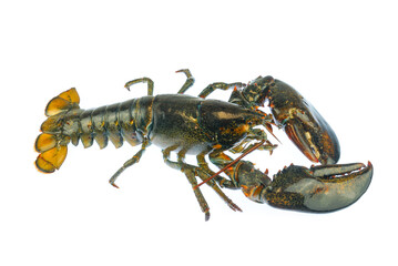 live lobster isolated on white background