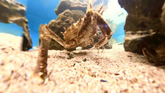 Spider crab camouflaged on the sandy Adriatic seafloor, blending into benthic habitat with textured shell and legs, showcasing marine adaptation and underwater detail