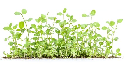 Young green plants sprouting from soil, isolated on white background, suitable for agriculture or botany