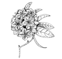 Hand drawn ink illustration of rhododendron flower with detailed leaves and petals. Elegant botanical artwork perfect for vintage print, tattoo sketch, floral logo, or fine art collection.
