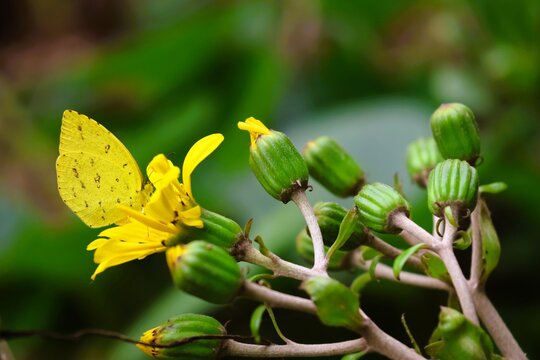 A yellow butterfly resting on a flower in autumn in Japan