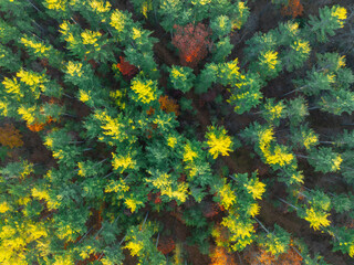 aerial view of colorful autumn forest as nature background