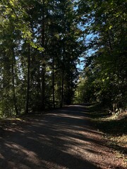 Fototapeta premium path in the forest