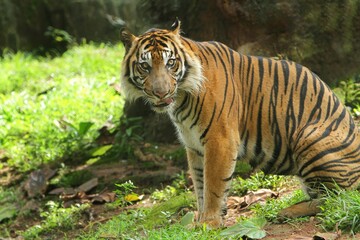 a sumatran tiger sitting in the bushes looking around