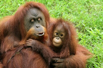 a baby orangutan hugging its mother