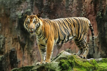 A Sumatran tiger stands on a rock looking around at a zoo