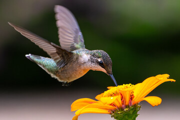 Female ruby-throated hummingbird drinking from a bright orange flower.