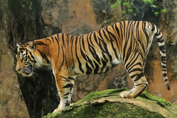 A Sumatran tiger stands on a rock looking around at a zoo