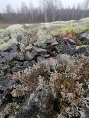 Detailed close-up view of bright reindeer moss (Cladonia) and vibrant lichen growing on damp rocks and ground in a northern forest environment in Karelia, Russia.