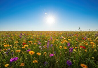 Obraz premium A vibrant summer meadow filled with diverse colorful wildflowers stretching toward the horizon beneath a brilliant, wide open, clear blue sky ,tranquil, natural, outdoor