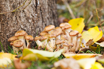 Honey mushrooms near tree trunk among fallen leaves. Close-up of honey mushrooms growing near a tree trunk surrounded by colorful autumn leaves on the forest floor.