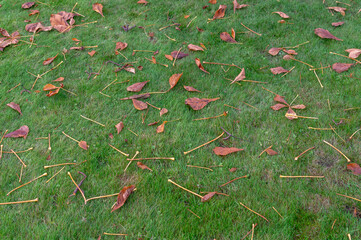 Red leaves on the grass