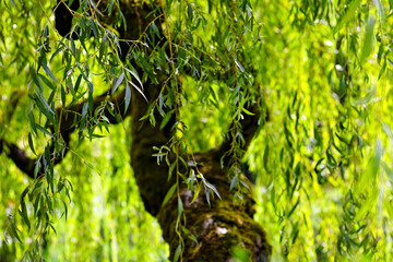 Close-up of a mossy willow tree with cascading green leaves in the Seattle Japanese Garden, highlighting natural beauty, texture, and tranquil scenery. © Savion