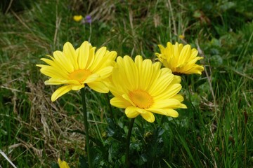 Three bright yellow flowers in a grassy field