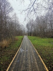 A long, elevated wooden boardwalk path leading into the distance through a clearing surrounded by bare trees under a gloomy autumn sky in Karelia, Russia
