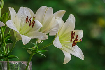 Weiße Lilien(Lilium) in einer Blumenvase © AnnaReinert