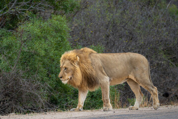 Male lion Kruger Park South Africa