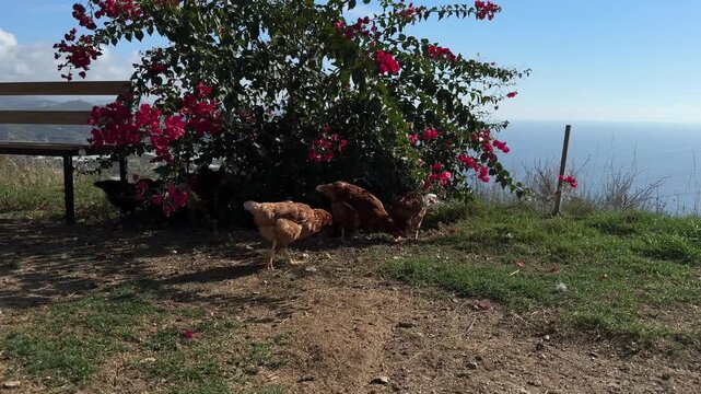 Chickens coastal garden. Rooster, flowers, foliage.picturesque view