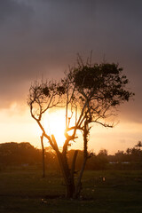 Lonely tree silhouette at sunset with warm golden light and dramatic cloudy sky. Peaceful countryside landscape in soft evening tones.