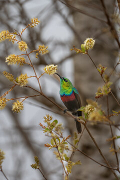 Marico Sun Bird feeding - South Africa
