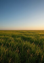 Fototapeta premium Complex interactions of climate, fire, grazing, and deep perennial root systems drive the formation of vast grassland ecosystems, plains, earth, deep