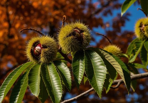 Spiky chestnut burrs revealing ripe nuts on a branch under a clear autumn sky