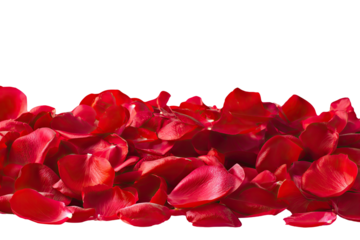Red rose petals fill the image's lower portion, a rich crimson against a black background
