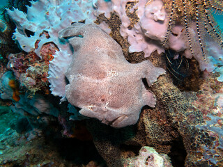 A Frogfish camouflaged on corals Boracay Island Philippines