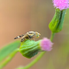 Bee rests atop flower bud with small purple blooms