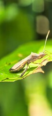 Bug resting on vibrant green leaf