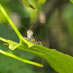 Curious hopper peers from leaf focused