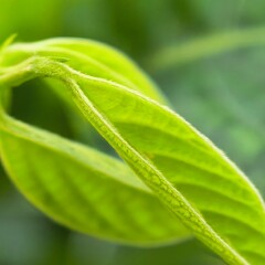 Curving green leaf delicate vibrant nature