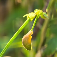 Curving stem supports yellow flower green hues