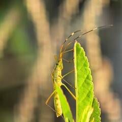 Delicate insect perches on vibrant leaf