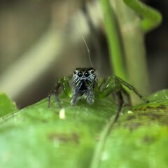 Emerald spider stares menacingly from leaf