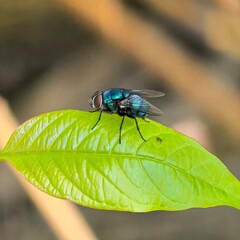 Fototapeta premium Fly perches on bright green leaf
