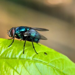 Fototapeta premium Shimmering fly perches on vibrant green leaf