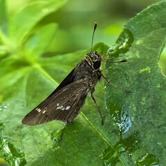 Obraz premium Skipper butterfly perched on a watercovered leaf