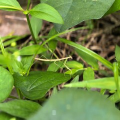 Slender insect on leafy green perch