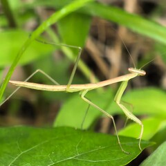 Slender praying mantis resting on green foliage