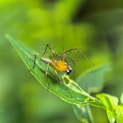 Fototapeta premium Spider munching leaf perch with green background