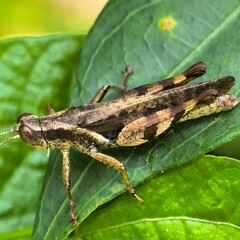 Striped hopper rests upon a green leaf