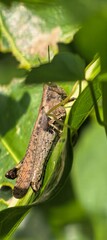 Textured insect rests upon shaded green leaf
