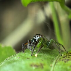 Vibrant emerald arachnid perches leaf observing world