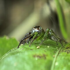 Vivid green spider resting on leaf
