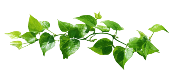A vine with bright green leaves