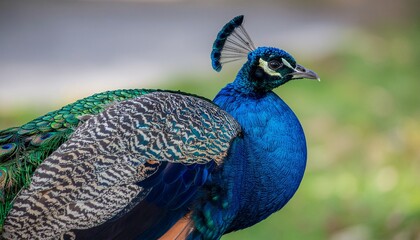 Naklejka premium Burung merak yang menakjubkan dengan bulu berwarna biru cerah