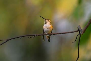 hummingbird on a branch