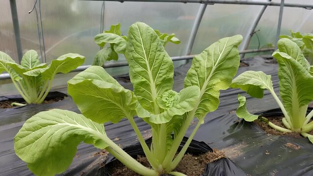 Detailed Close-Up Photograph of Fresh Organically Grown Bok Choy Vegetables Cultivated in the Controlled Environment of a - Powered by Adobe